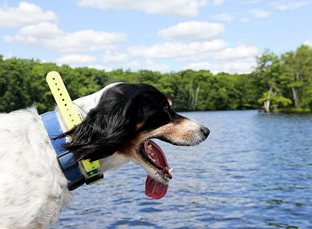 Unleash Comfort and Control: The Benefits of Dog Harness Vests in Australia