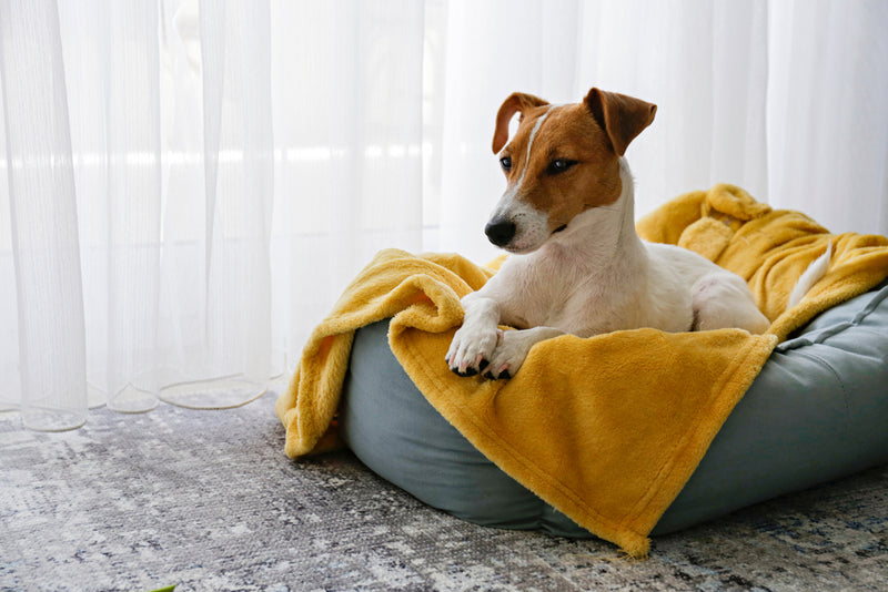 The Secret to Your Dog's Dreamy Sleep: Unpacking the Magic of Dog Calming Beds